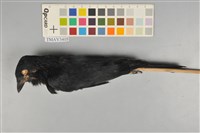 藏品(大卷尾)的圖片